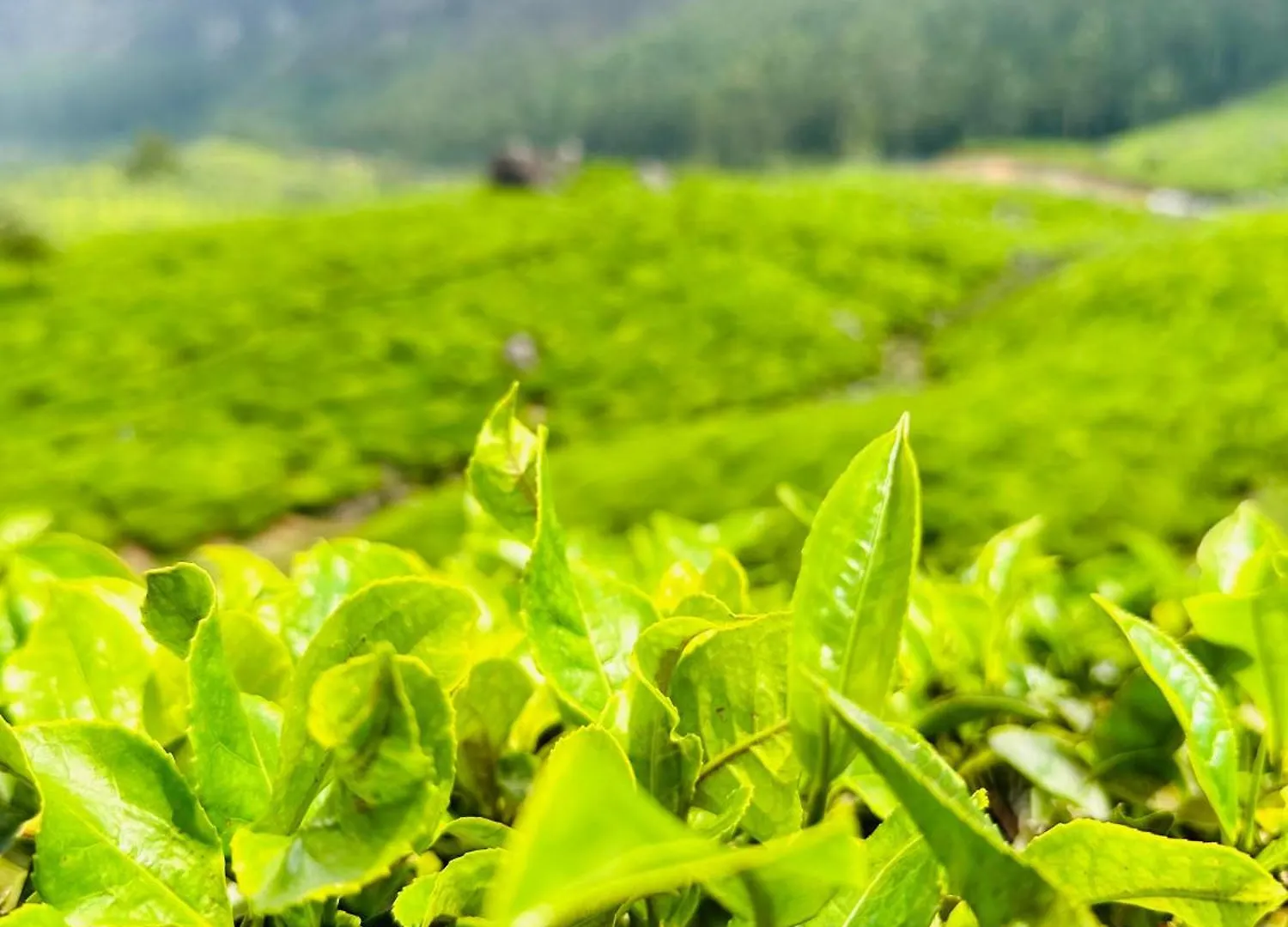Green View Suits Vythiri Hotell