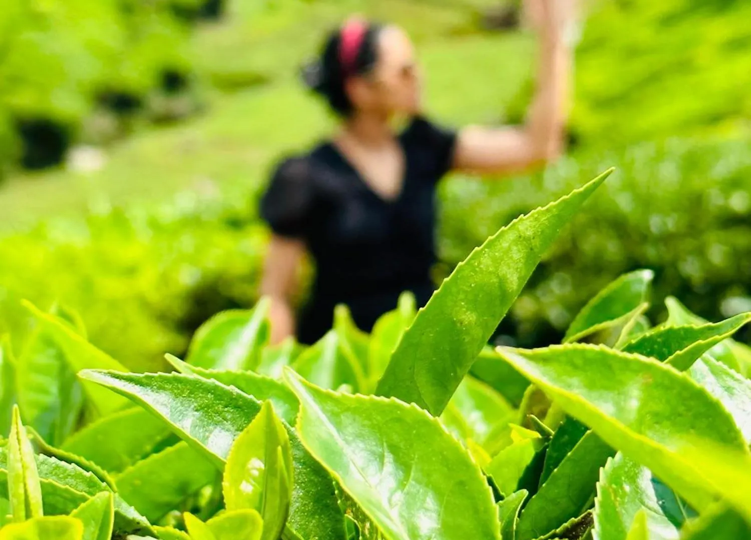 Green View Suits Vythiri