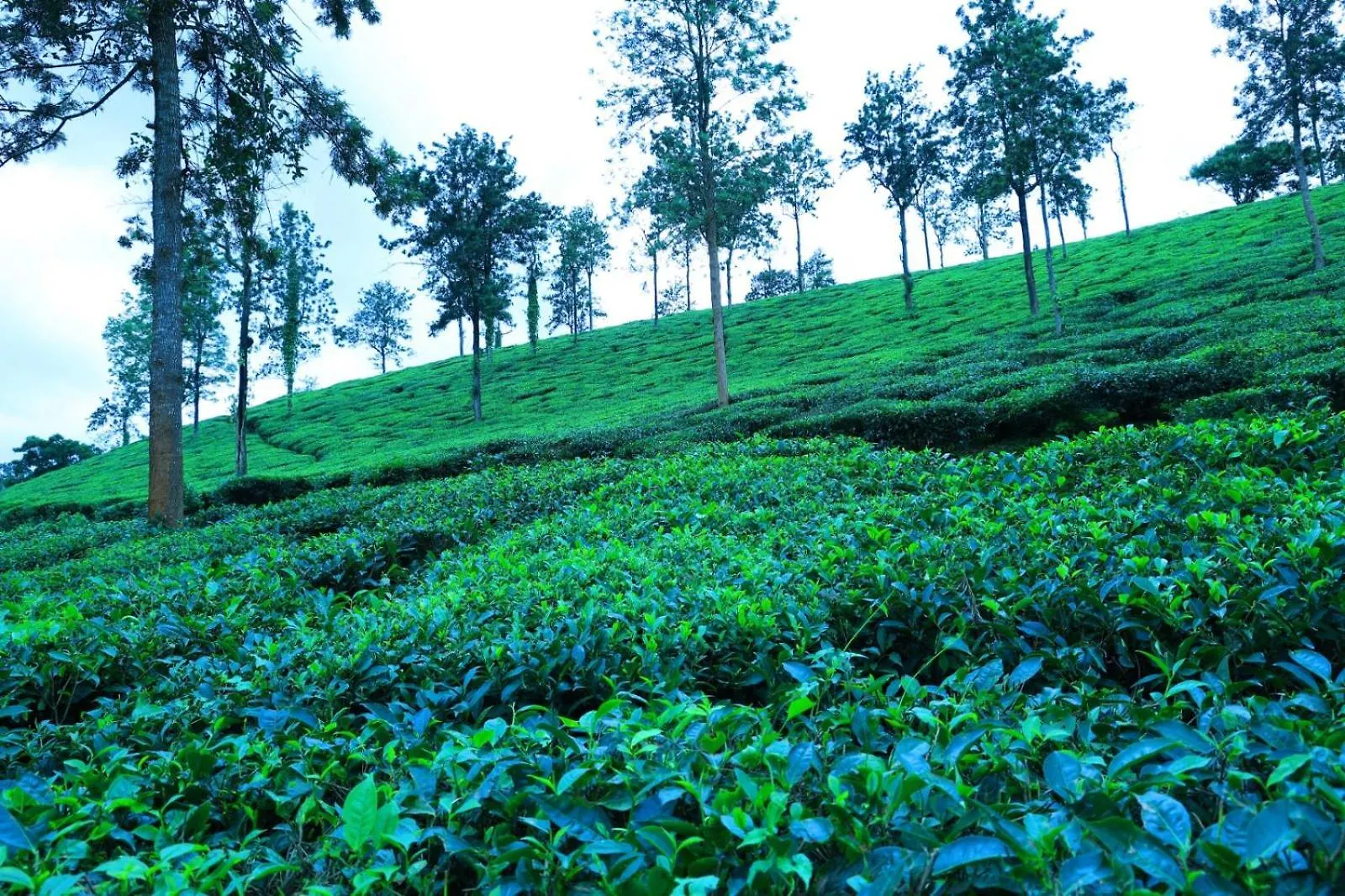 Hotell Green View Suits Vythiri Indien